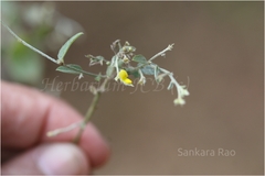 Crotalaria evolvuloides